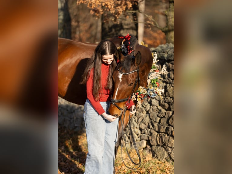 Mecklenburger Warmblut Wallach 12 Jahre 178 cm Brauner in Radeburg