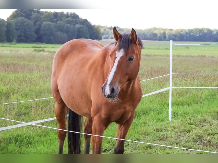 Mecklenburger Warmblut Wallach 13 Jahre 164 cm Brauner in LangsdorfDettmannsdorf