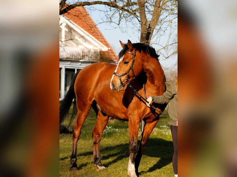 Mecklenburger Warmblut Wallach 13 Jahre 164 cm Brauner in LangsdorfDettmannsdorf