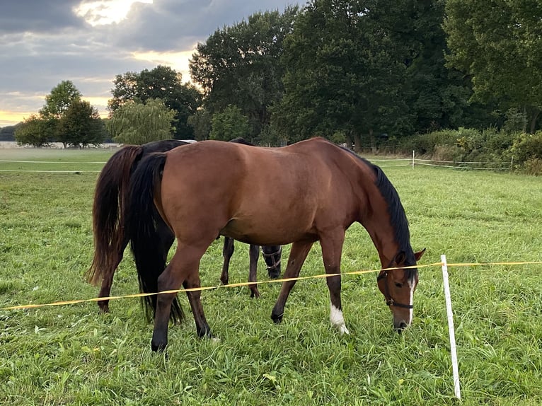 Mecklenburger Warmblut Wallach 13 Jahre 164 cm Brauner in LangsdorfDettmannsdorf