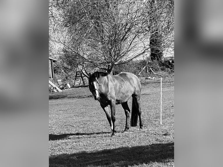 Mecklenburger Warmblut Wallach 13 Jahre 164 cm Brauner in LangsdorfDettmannsdorf
