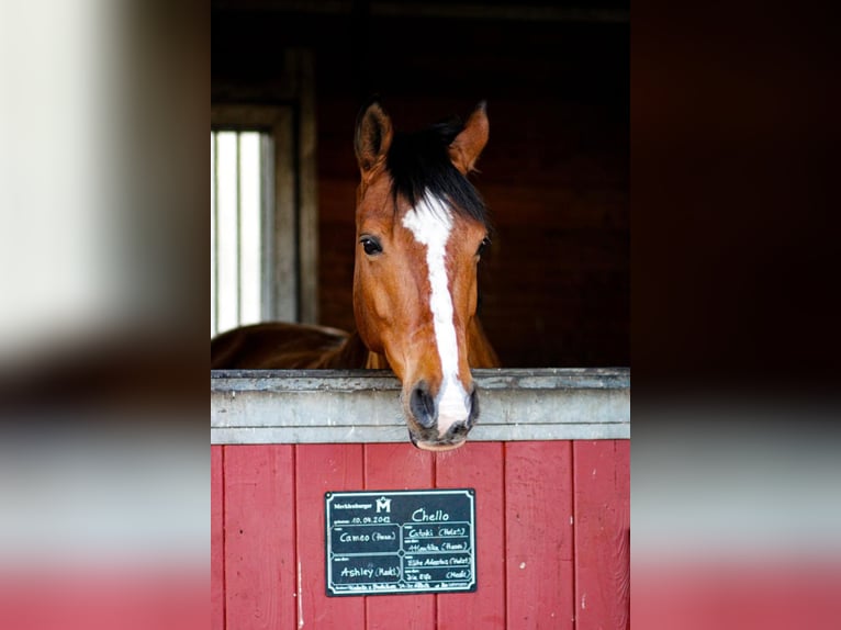 Mecklenburger Warmblut Wallach 13 Jahre 164 cm Brauner in LangsdorfDettmannsdorf