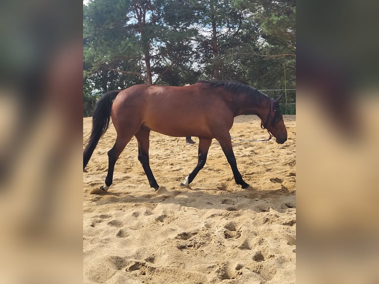 Mecklenburger Warmblut Wallach 13 Jahre 171 cm Brauner in Riesa