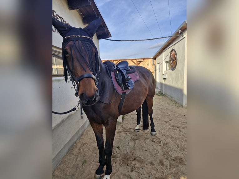 Mecklenburger Warmblut Wallach 13 Jahre 171 cm Brauner in Riesa