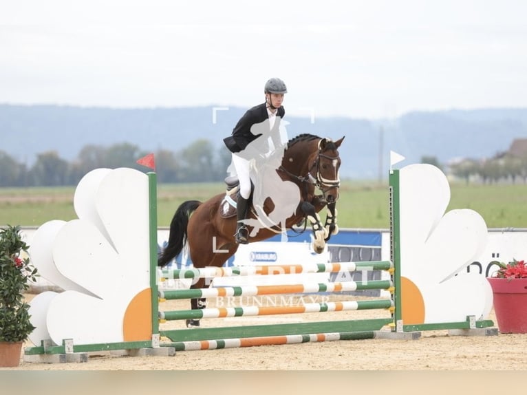 Mecklenburger Warmblut Wallach 14 Jahre 163 cm Brauner in Dobl