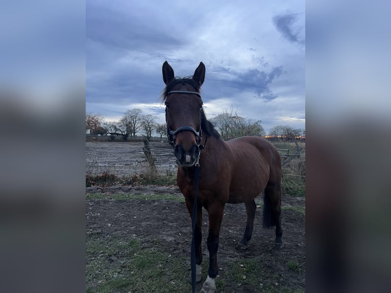 Mecklenburger Warmblut Wallach 14 Jahre 164 cm Brauner in Stahnsdorf
