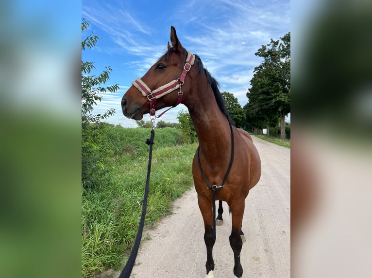 Mecklenburger Warmblut Wallach 14 Jahre 164 cm Brauner in Stahnsdorf