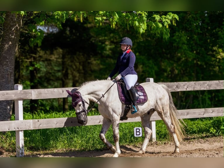 Mecklenburger Warmblut Wallach 14 Jahre 165 cm Schimmel in Sassen-Trantow