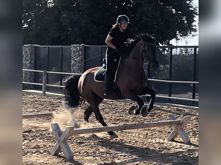 Mecklenburger Warmblut Mix Wallach 14 Jahre 168 cm Rappe in Neubrandenburg