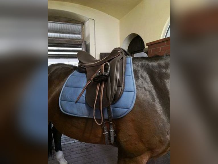 Mecklenburger Warmblut Wallach 14 Jahre 169 cm Dunkelbrauner in Leutersdorf