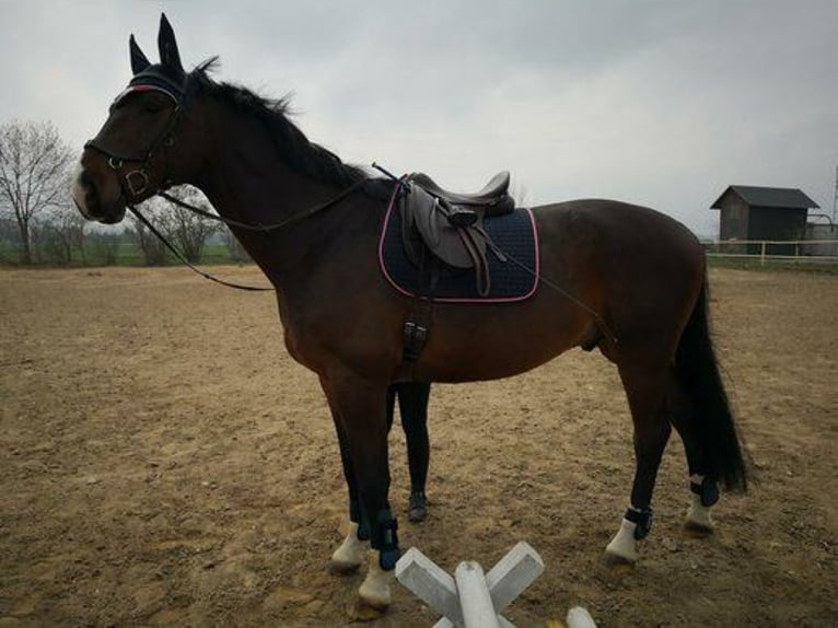 Mecklenburger Warmblut Wallach 14 Jahre 169 cm Dunkelbrauner in Leutersdorf