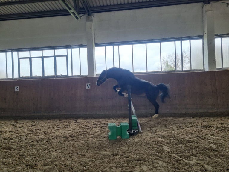 Mecklenburger Warmblut Wallach 14 Jahre 169 cm Dunkelbrauner in Leutersdorf