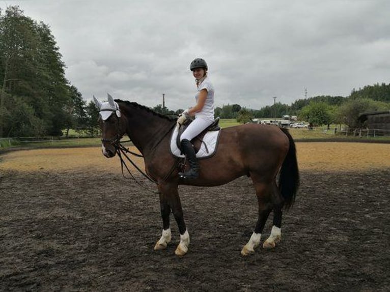 Mecklenburger Warmblut Wallach 14 Jahre 169 cm Dunkelbrauner in Leutersdorf