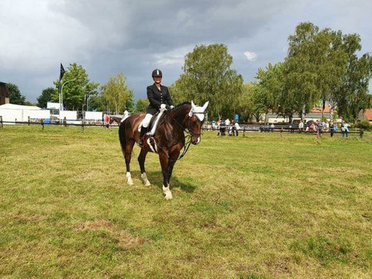 Mecklenburger Warmblut Wallach 14 Jahre 169 cm Dunkelbrauner in Leutersdorf