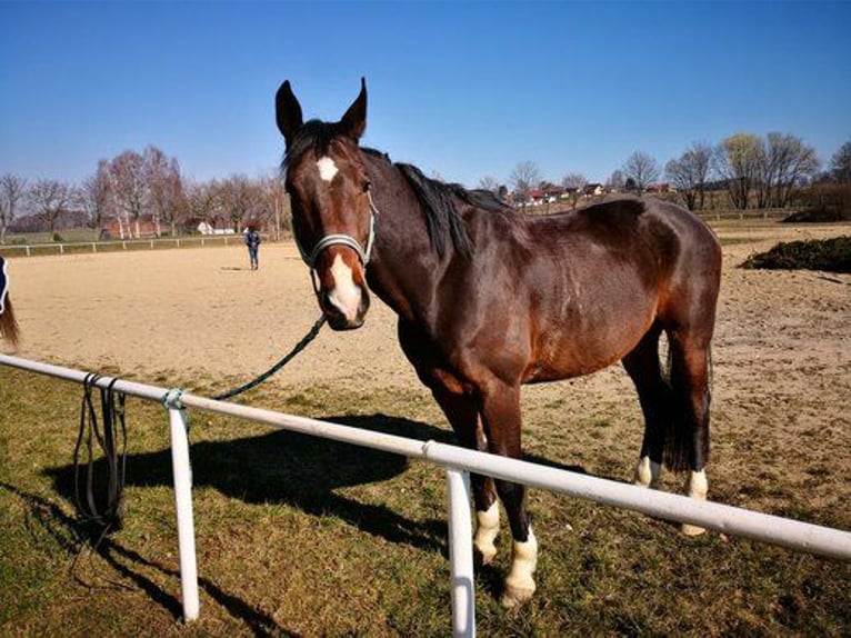 Mecklenburger Warmblut Wallach 14 Jahre 169 cm Dunkelbrauner in Leutersdorf