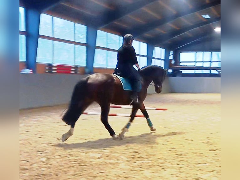 Mecklenburger Warmblut Wallach 14 Jahre 172 cm Brauner in Franzburg