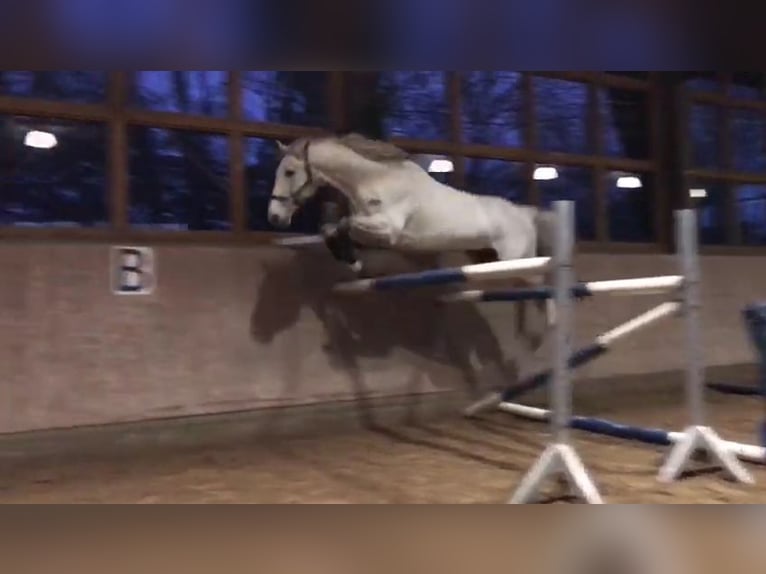 Mecklenburger Warmblut Wallach 14 Jahre 172 cm Schimmel in Rostock