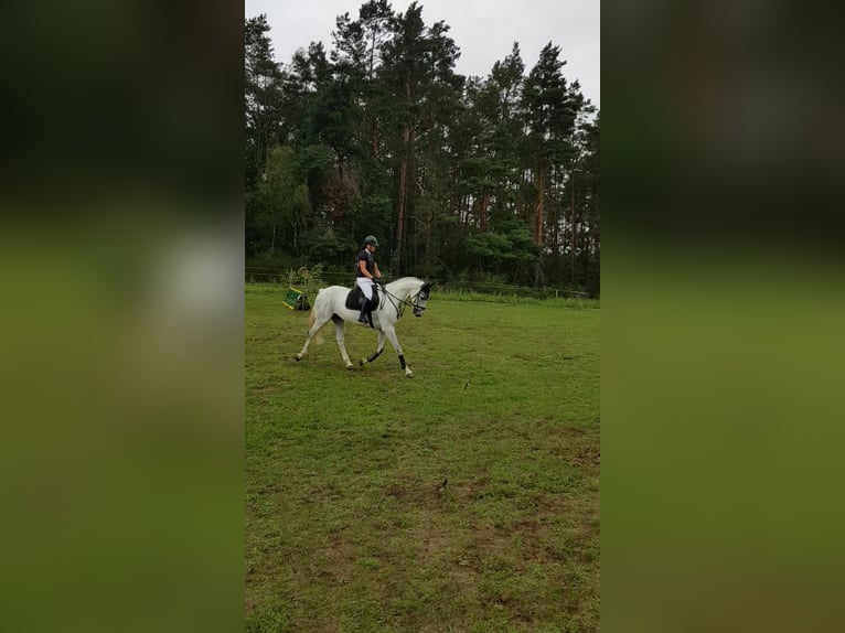Mecklenburger Warmblut Wallach 14 Jahre 172 cm Schimmel in Rostock