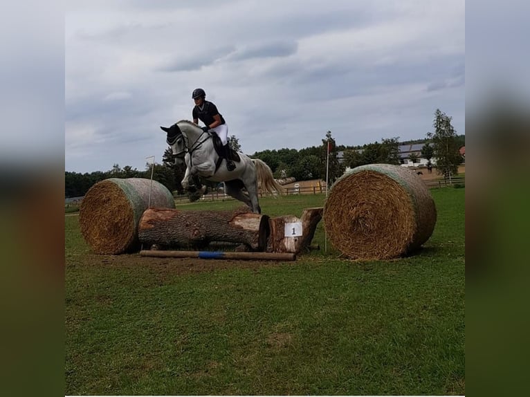 Mecklenburger Warmblut Wallach 14 Jahre 172 cm Schimmel in Rostock