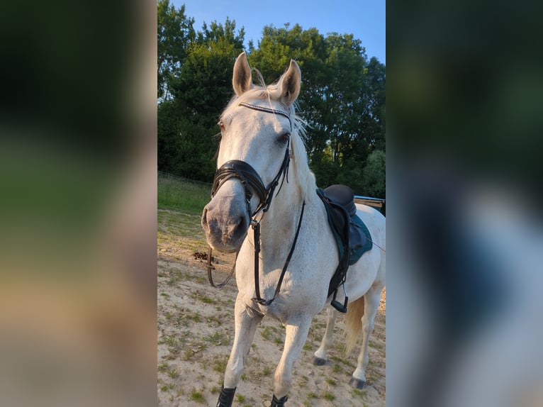Mecklenburger Warmblut Wallach 14 Jahre 172 cm Schimmel in Rostock