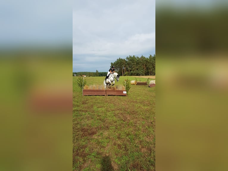 Mecklenburger Warmblut Wallach 14 Jahre 172 cm Schimmel in Rostock