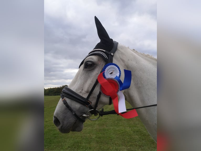 Mecklenburger Warmblut Wallach 14 Jahre 172 cm Schimmel in Rostock