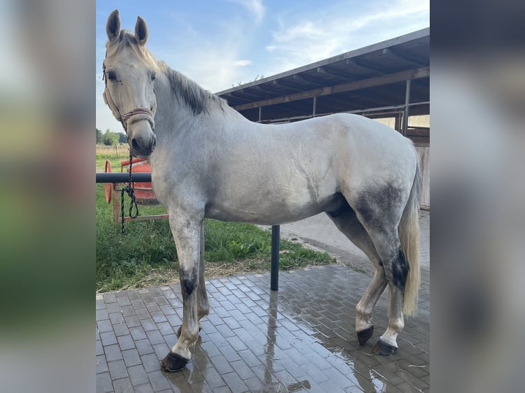 Mecklenburger Warmblut Wallach 14 Jahre 173 cm Schimmel in Sundhagen