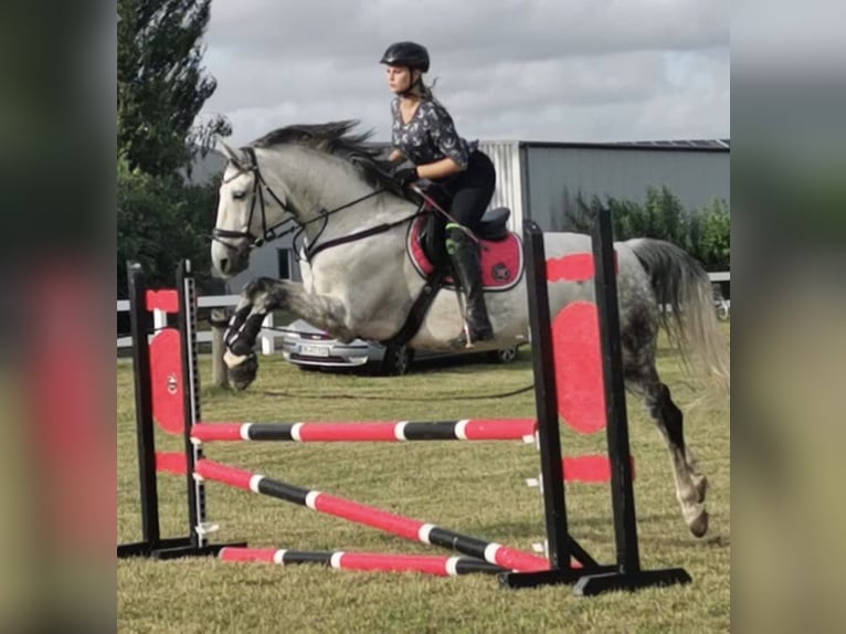 Mecklenburger Warmblut Wallach 14 Jahre 173 cm Schimmel in Sundhagen