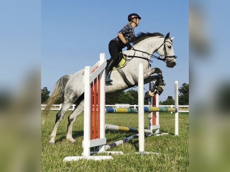 Mecklenburger Warmblut Wallach 14 Jahre 173 cm Schimmel in Sundhagen