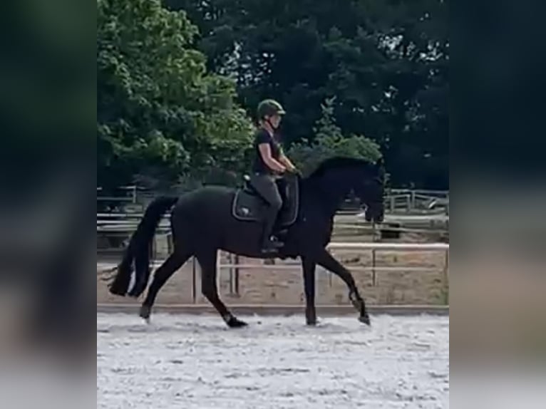 Mecklenburger Warmblut Wallach 15 Jahre 168 cm Rappe in Niepars