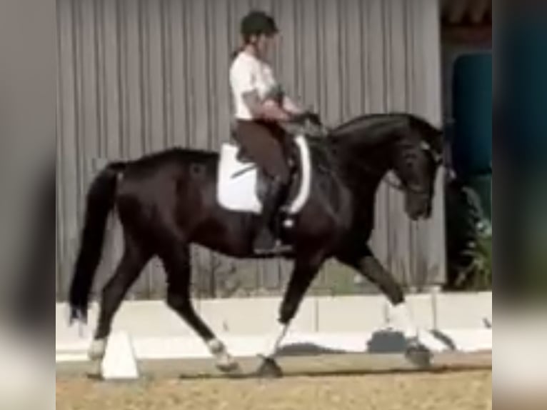 Mecklenburger Warmblut Wallach 15 Jahre 175 cm Rappe in Hamburg