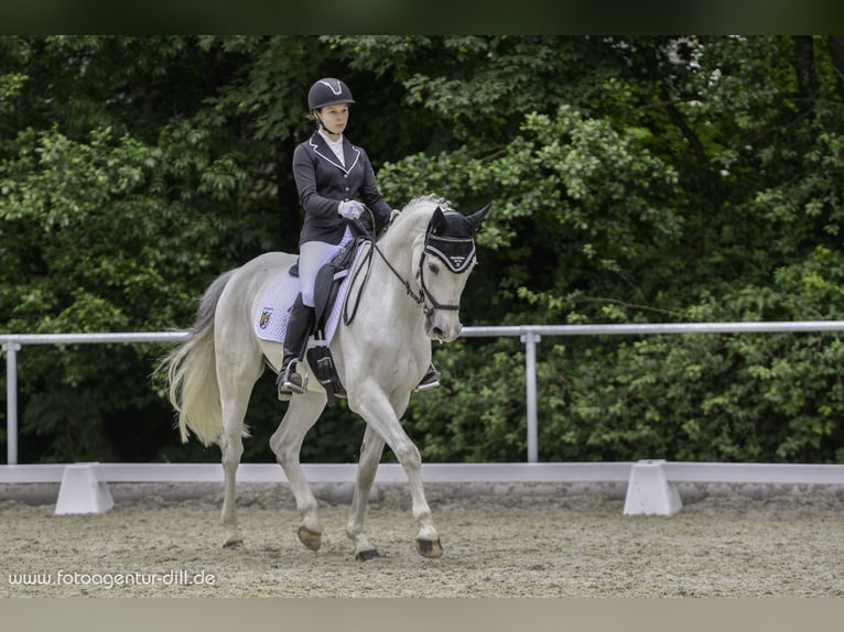 Mecklenburger Warmblut Wallach 16 Jahre 165 cm Apfelschimmel in Regen