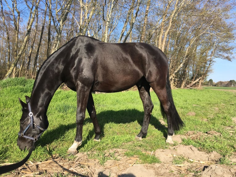 Mecklenburger Warmblut Wallach 16 Jahre 168 cm Rappe in Niepars