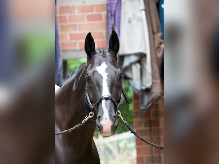Mecklenburger Warmblut Wallach 16 Jahre 169 cm Schwarzbrauner in D&#xFC;lmen