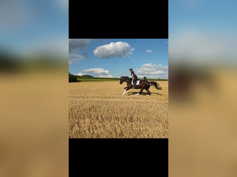 Mecklenburger Warmblut Wallach 16 Jahre 169 cm Schwarzbrauner in D&#xFC;lmen
