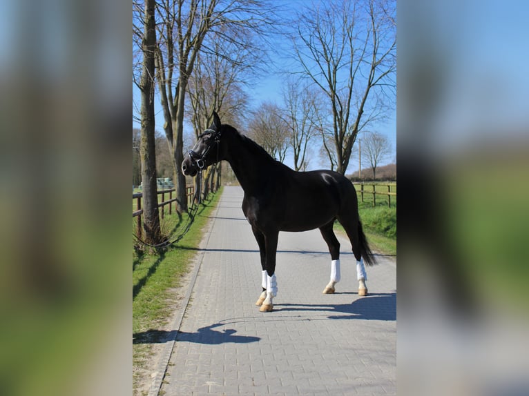 Mecklenburger Warmblut Wallach 16 Jahre 169 cm Schwarzbrauner in D&#xFC;lmen