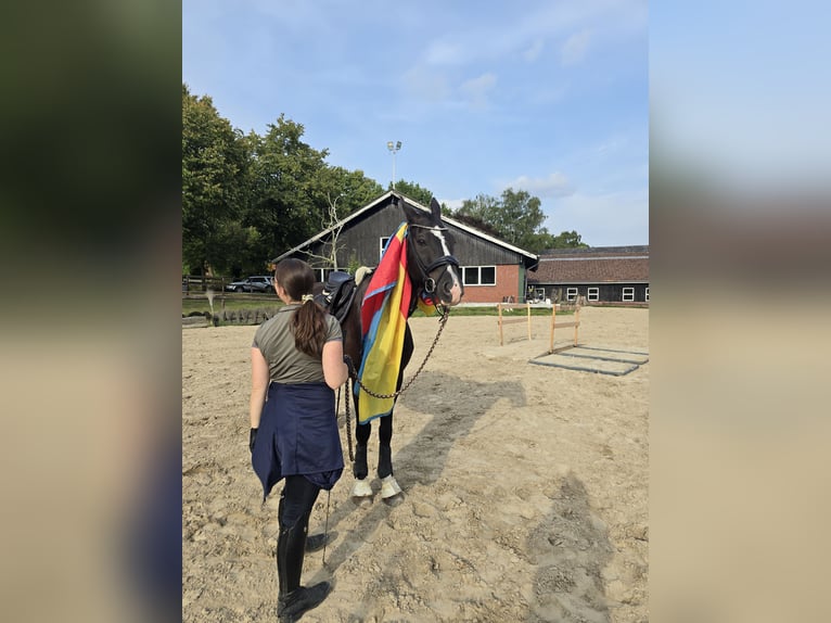 Mecklenburger Warmblut Wallach 16 Jahre 169 cm Schwarzbrauner in D&#xFC;lmen