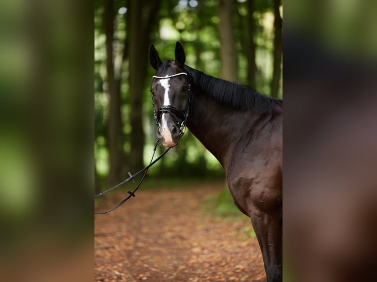 Mecklenburger Warmblut Wallach 16 Jahre 169 cm Schwarzbrauner in D&#xFC;lmen