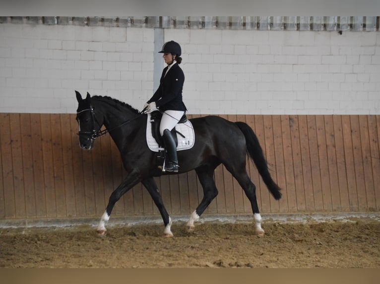 Mecklenburger Warmblut Wallach 16 Jahre 169 cm Schwarzbrauner in D&#xFC;lmen
