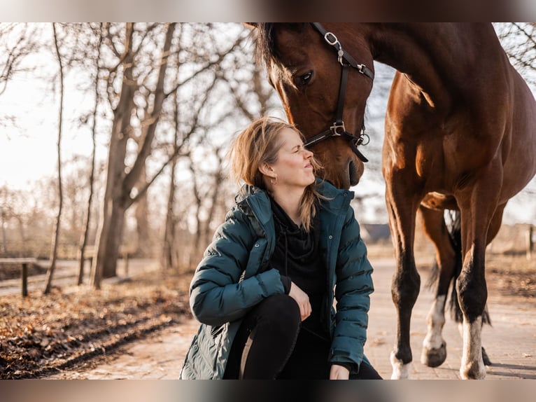 Mecklenburger Warmblut Wallach 16 Jahre 173 cm Brauner in Hetlingen