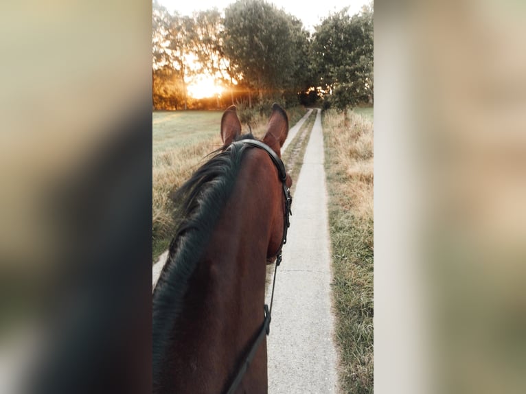 Mecklenburger Warmblut Wallach 16 Jahre 173 cm Brauner in Hetlingen