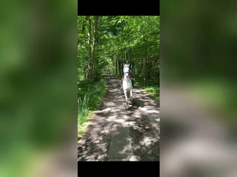 Mecklenburger Warmblut Wallach 16 Jahre 178 cm Schimmel in S&#xFC;derheistedt