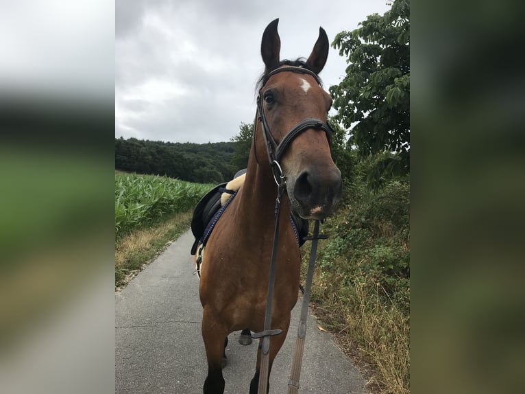 Mecklenburger Warmblut Wallach 17 Jahre 165 cm Brauner in Cuxhaven