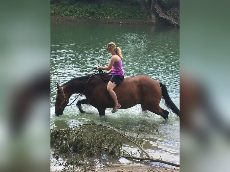 Mecklenburger Warmblut Wallach 17 Jahre 165 cm Brauner in Cuxhaven