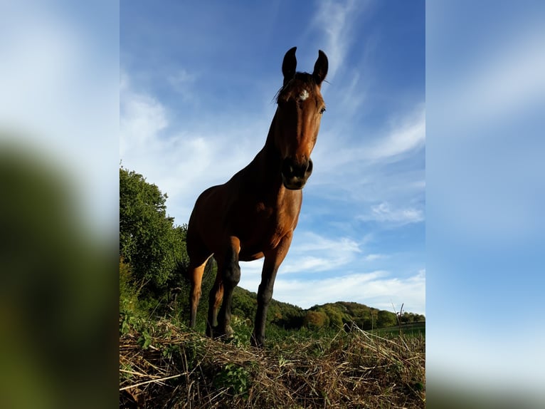 Mecklenburger Warmblut Wallach 17 Jahre 165 cm Brauner in Cuxhaven