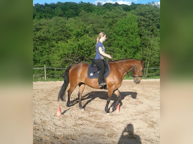 Mecklenburger Warmblut Wallach 17 Jahre 165 cm Brauner in Cuxhaven