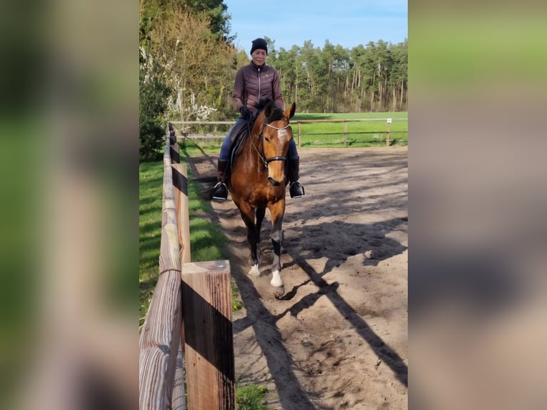 Mecklenburger Warmblut Wallach 17 Jahre 165 cm Brauner in Steimbke