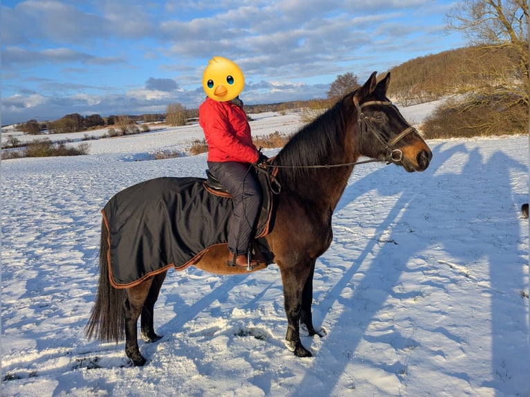 Mecklenburger Warmblut Wallach 17 Jahre 175 cm Dunkelbrauner in Glasin