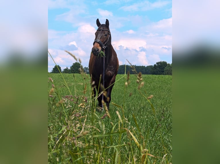 Mecklenburger Warmblut Wallach 17 Jahre 175 cm Dunkelbrauner in Glasin