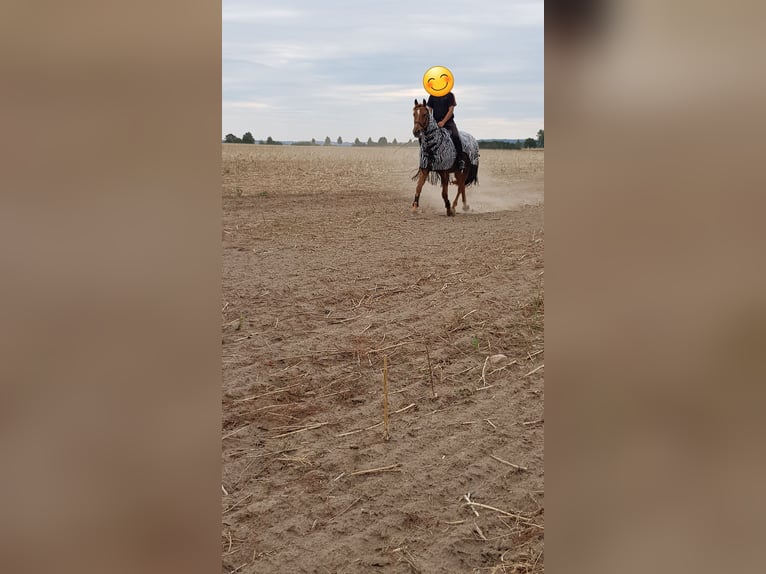 Mecklenburger Warmblut Wallach 17 Jahre 175 cm Fuchs in Jördenstorf